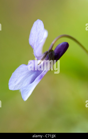 Gemeinsame blaue Veilchen Viola Sororia Sororia UK Stockfoto