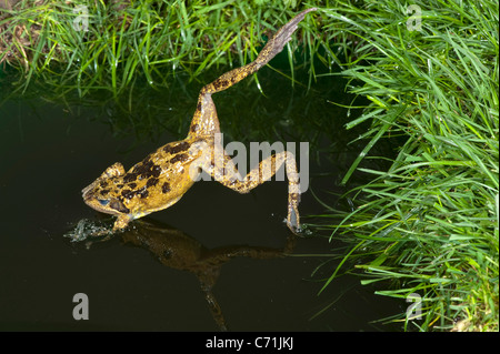 Gemeinsamen Frosch Rana Temporaria in Teich UK