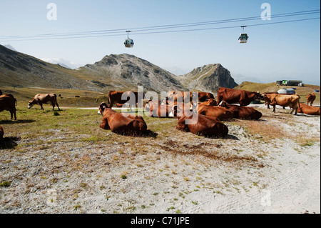 Tarentaise und Abondance Milchkühe grasen im Sommer Weide auf 8000ft in den französischen Alpen mit dem führen der Seilbahnen Stockfoto