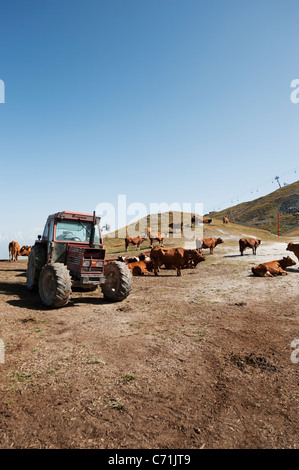 Tarentaise Milchkühe grasen im Sommer Weide auf 8000ft in den französischen Alpen über La Plagne. Stockfoto