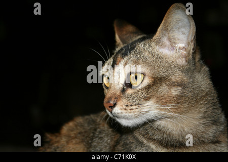 Eine Tabbykatze genommen in West-Sumatra, Indonesien Stockfoto