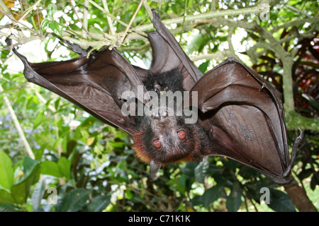 Großen Flughund Pteropus vampyrus Stockfoto