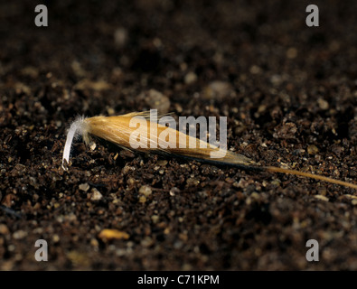 Wild Oat (Avena Fatua) Samen keimen mit Wurzel in den Boden ab Stockfoto