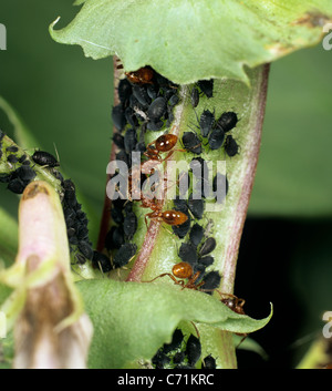 Rote Ameisen bewachen Black bean Blattläuse (Aphis Fabae) auf eine Saubohne Pflanze Stockfoto