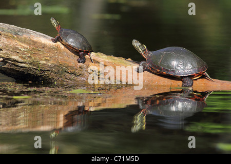 Paar von Midland gemalt Schildkröten (Chrysemys Picta Marginata) sonnen sich auf einem Baumstamm mit Reflexion an der Oberfläche des Wassers Stockfoto