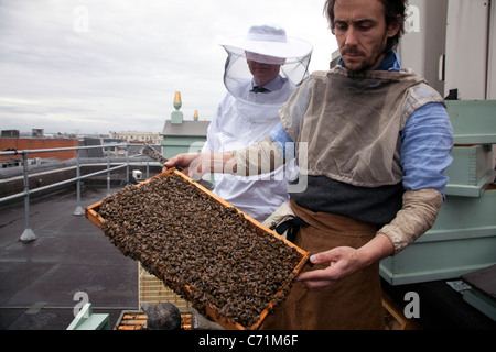 Bienenstöcke auf Dach Fortnum & Mason, London - Imker Steve Benbow und Assistent Inspektion Bienen auf einer Honigwabe Stockfoto