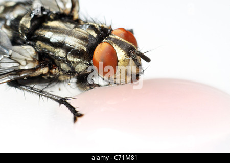 Gemeinsamen Haus Fliege (Musca Domestica) Makro isoliert auf weißem Hintergrund mit Getränk Stockfoto