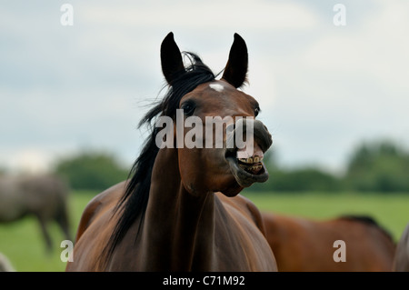 Halten Sie lächelnd - Arabisches Pferd auf der Weide in der Pferdezucht Stockfoto