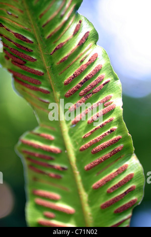 Harts Zunge Farn Asplenium Scolopendrium Stockfoto