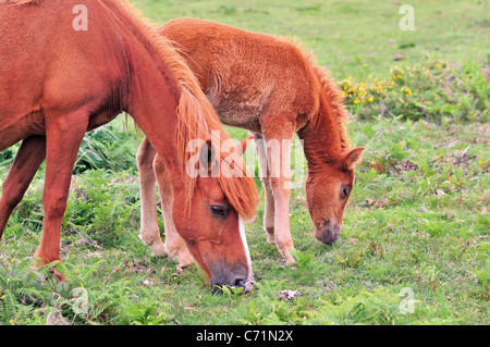 Spanien, Galicien: Wildpferde in der Serra da Capelada Stockfoto