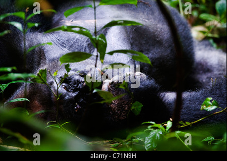 Silberrücken - Männchen eines Gorillas. Westlicher Flachlandgorilla. Stockfoto
