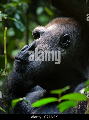 Führer-Silverback Gorilla - Männchen eines Gorillas. Westlicher Flachlandgorilla. Stockfoto