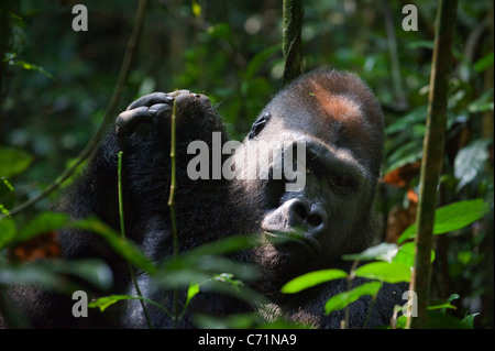 Silberrücken - Männchen eines Gorillas. Westlicher Flachlandgorilla. Stockfoto