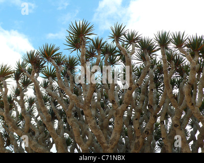 Eine Nahaufnahme des endemischen und gefährdeten Drachenblutbaums, Insel Socotra, Jemen. Stockfoto