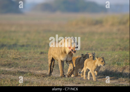 Nach der Jagd mit jungen Löwin. Die Löwin mit einem blutigen Maulkorb zurückgekehrt von der Jagd auf die Kinder zu jungen Löwen. Stockfoto