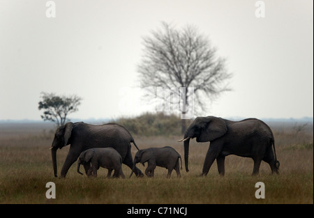 Familie der Elefanten. Die Familie der Elefanten läuft auf Savanne. Dämmerung. Die Sonne hat für Horizon setzte. Stockfoto