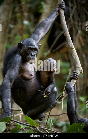 Schimpansen Bonobos mit einem Jungtier. Schimpanse B? Nobo mit einem jungen an einem Ast hängt. Stockfoto