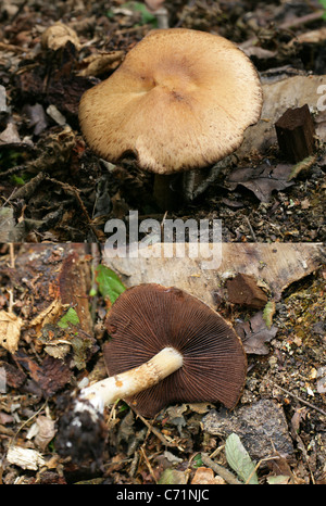 Holz-Pilz, Agaricus Silvicola, Agaricaceae. Verbund aus zwei Bildern zeigt der GAP Oberseite und Unterseite der Kiemen. Stockfoto