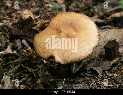 Holz-Pilz, Agaricus Silvicola, Agaricaceae. Stockfoto