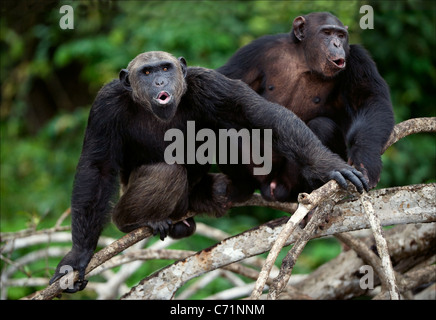 Songs. Schimpansen sitzen auf einem Ast im Holz und Lieder Grölen. Stockfoto