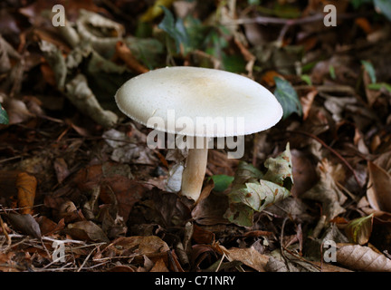 Holz-Pilz, Agaricus Silvicola, Agaricaceae. Stockfoto