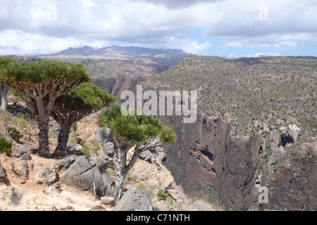 Drachenblutbäume am Rande der Diksam-Schlucht, Socotra, Jemen. Stockfoto