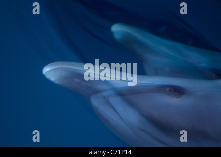 Zwei Fleckendelfine, Stenella Attenuata, Schwimmen unter Wasser im Ozean, Atlantik entdeckt Delphin Stockfoto