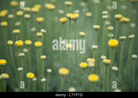 Wildblumen Stockfoto