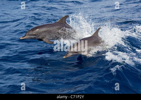 Delphine, zwei gefleckte Delphine, Stenella Attenuata, springen im Ozean, Delfin, springen Stockfoto