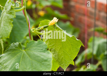 Gurken-Pflanze, Cucumis Sativus "Byblos F1" Stockfoto