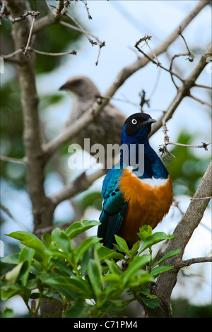 Bunter Vogel Superb Starling Stockfoto