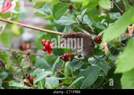 Bank Wühlmaus Clethrionomys Glareolus Fütterung auf Geißblatt Beeren UK Stockfoto