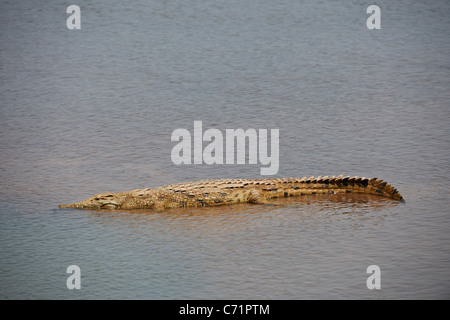 Nil-Krokodil, Crocodylus Niloticus, Luambe Nationalpark, Sambia, Afrika Stockfoto