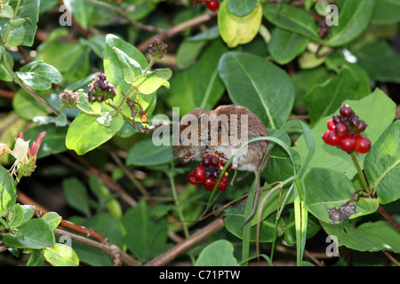 Bank Wühlmaus Clethrionomys Glareolus Fütterung auf Geißblatt Beeren UK Stockfoto