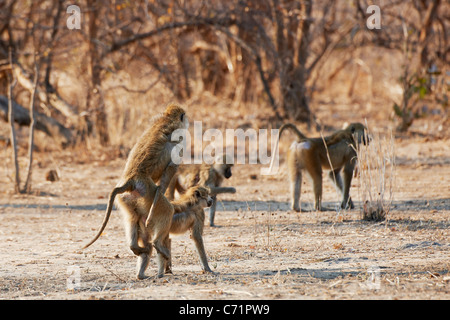 Gelbe Pavian, Papio Cynocephalus, Vwaza Marsh Game Reserve, Malawi, Afrika Stockfoto