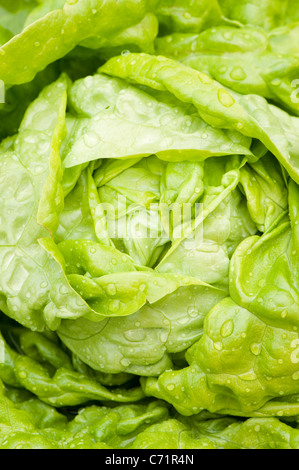 Salat, Lactuca Sativa "Ganzjährig" Stockfoto