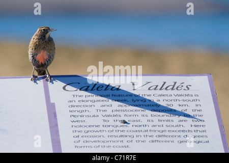 Long-tailed Meadowlark Sturnella Loyca thront auf einem Schild, Halbinsel Valdés, Argentinien, Südamerika Stockfoto