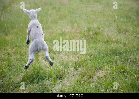 Lamm-springen, hintere Ansicht Stockfoto