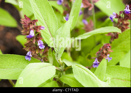 Salbei, Salvia Officinalis 'Extrakta' in Blüte Stockfoto