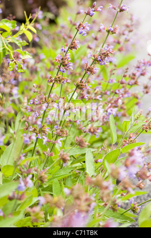 Salbei, Salvia Officinalis 'Extrakta' in Blüte Stockfoto