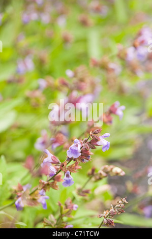 Salbei, Salvia Officinalis 'Extrakta' in Blüte Stockfoto