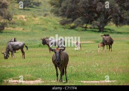 Herde von Gnus, Connochaetes Taurinus, Kgalagadi Transfrontier Park, Südafrika, Afrika Stockfoto
