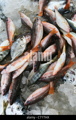 Frischfisch auf Eis auf einem Markt in Thailand Stockfoto