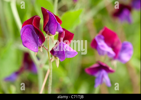 Duftende Platterbse, Lathyrus man 'Matucana' in Blüte Stockfoto