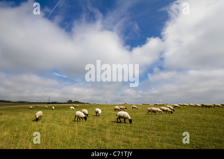 Schafbeweidung in South Downs East Sussex England UK Stockfoto