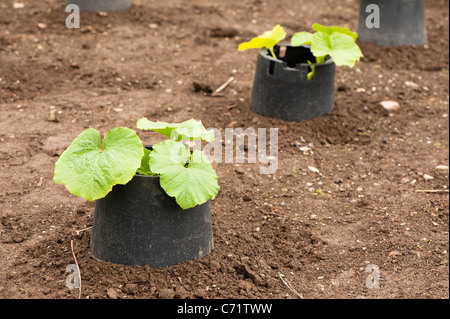 Young-Squash-F1 "Kronprinz" Pflanze wächst in einem Gemüsegarten Stockfoto