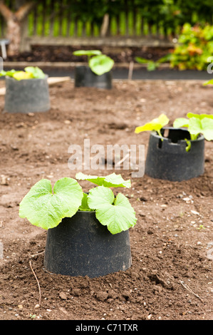 Young-Squash-F1 "Kronprinz" Pflanze wächst in einem Gemüsegarten Stockfoto