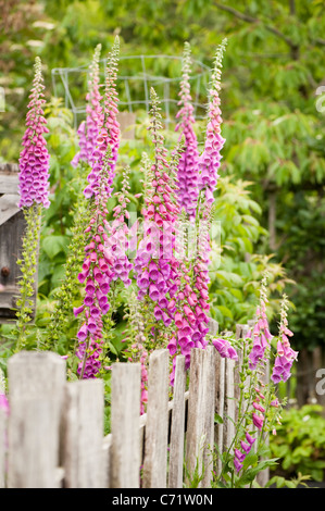 Fingerhut, Digitalis Purpurea, in Blüte Stockfoto