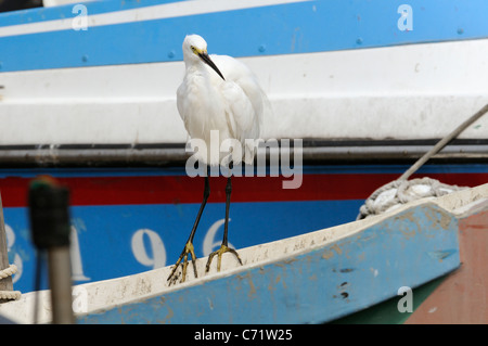 Seidenreiher (Egretta Garzetta) Erwachsene stehen am Dollbord eines festgemachten Fischerbootes, Danshuei, Taiwan, September. Stockfoto