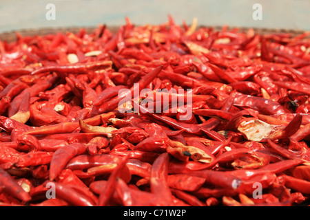 rote Chilischoten in einem Korb in der Sonne trocknen Stockfoto